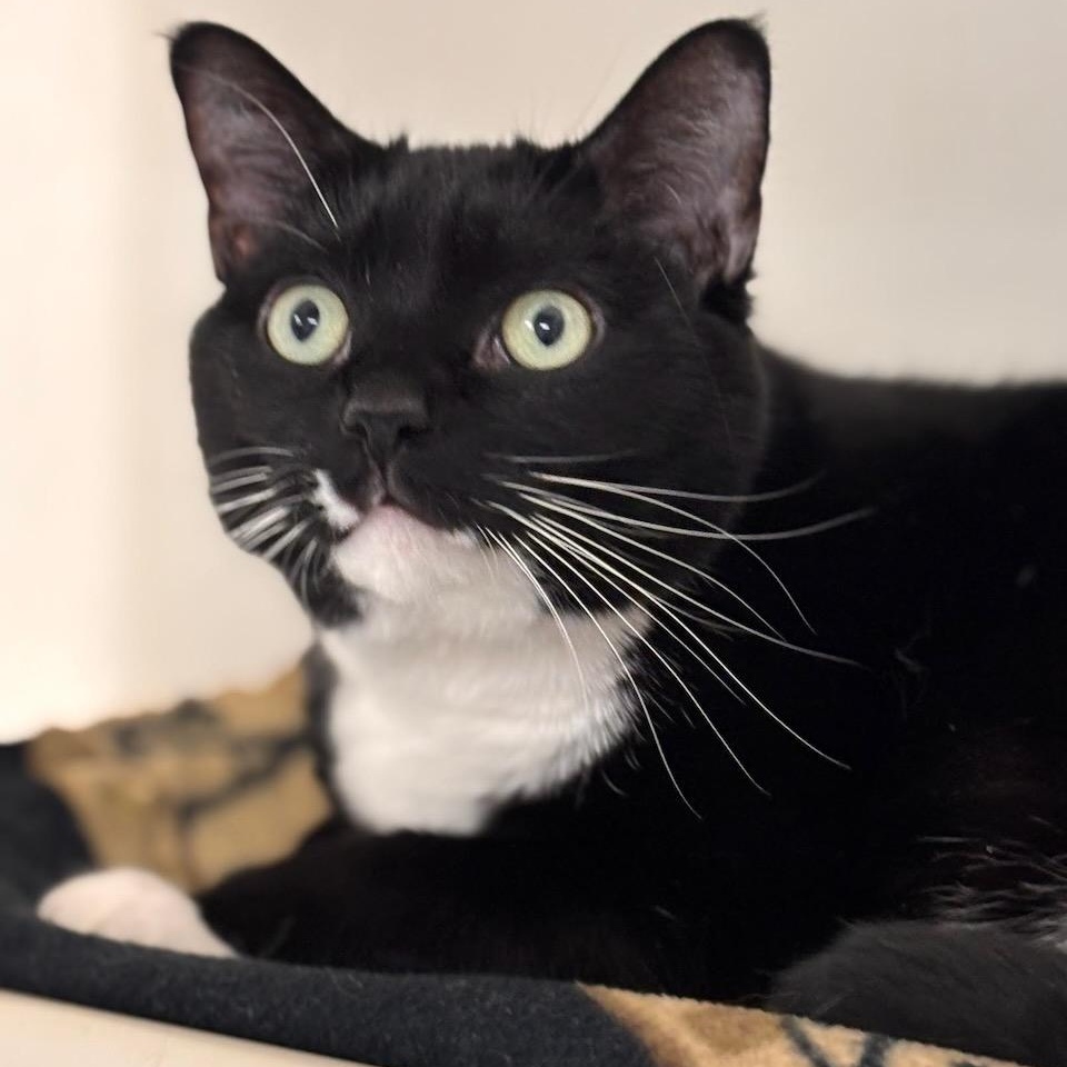 Andy, adoptable, Adult Male Domestic Short Hair.