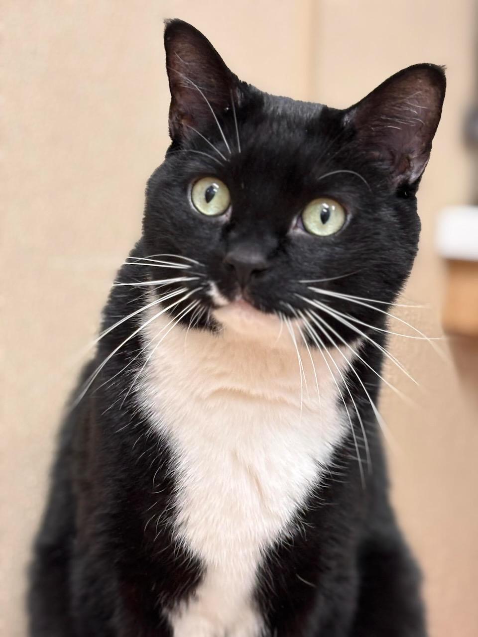 Andy, adoptable, Adult Male Domestic Short Hair.