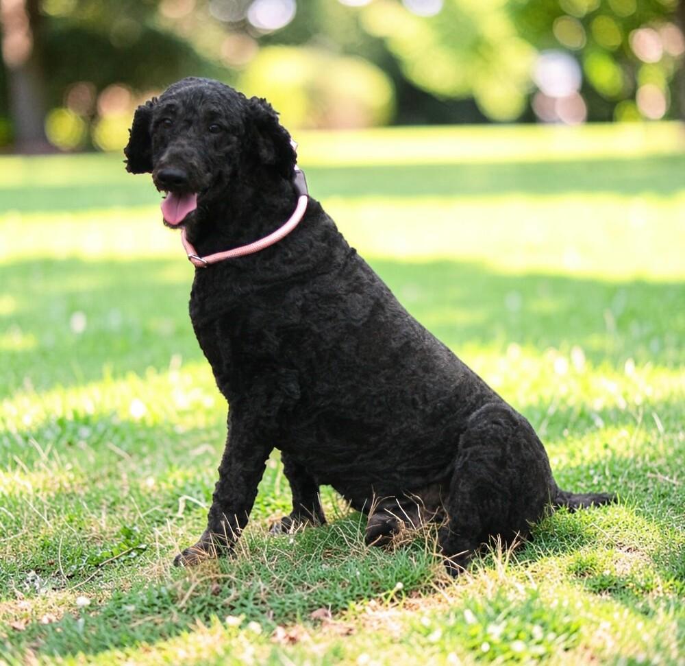 Jack, Adoptable, Adult Male Standard Poodle.