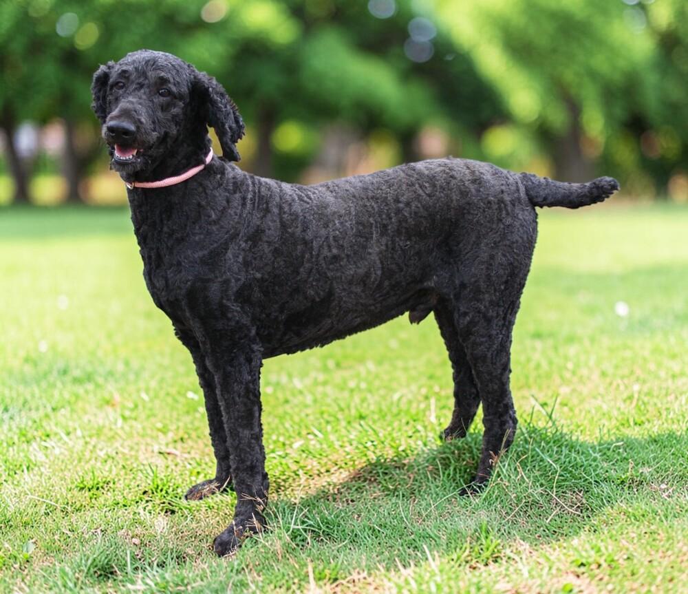 Enlarge Jack, a Adoptable Standard Poodle in Pulaski, TN image 2/4
