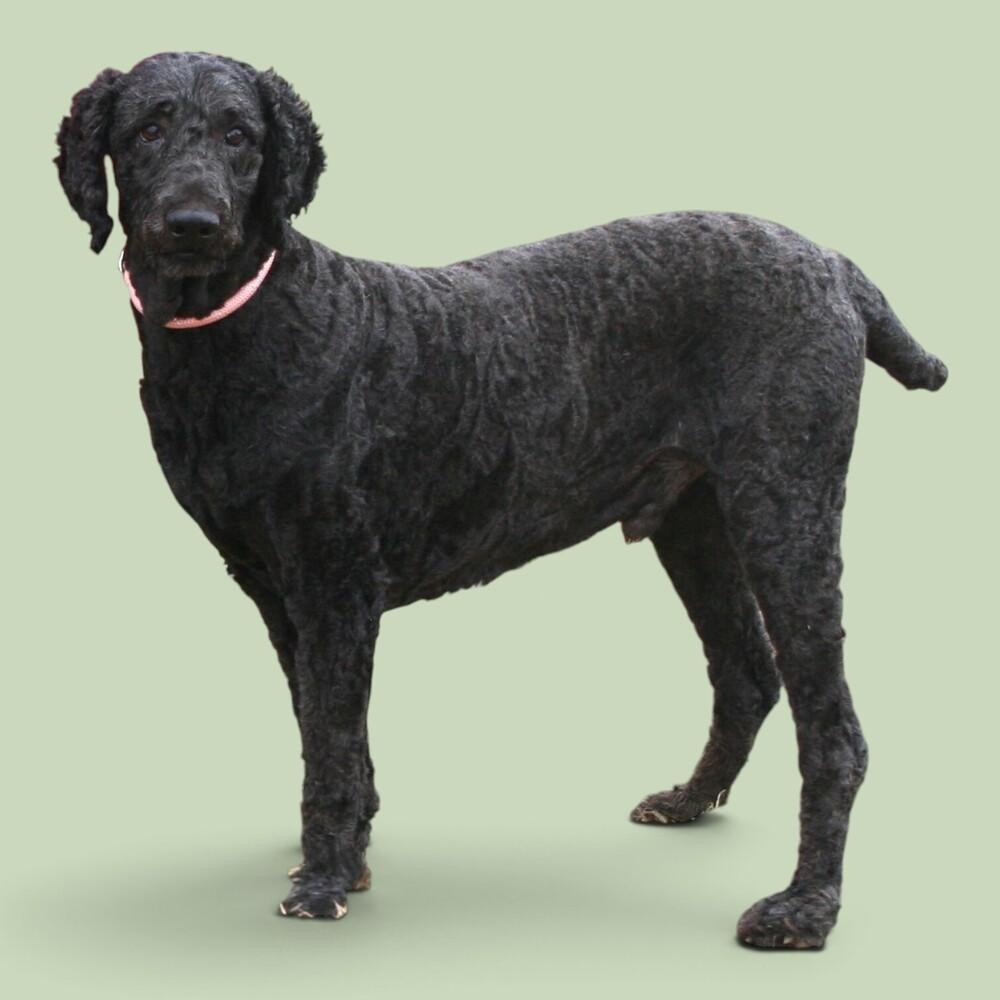 Enlarge Jack, a Adoptable Standard Poodle in Pulaski, TN image 3/4