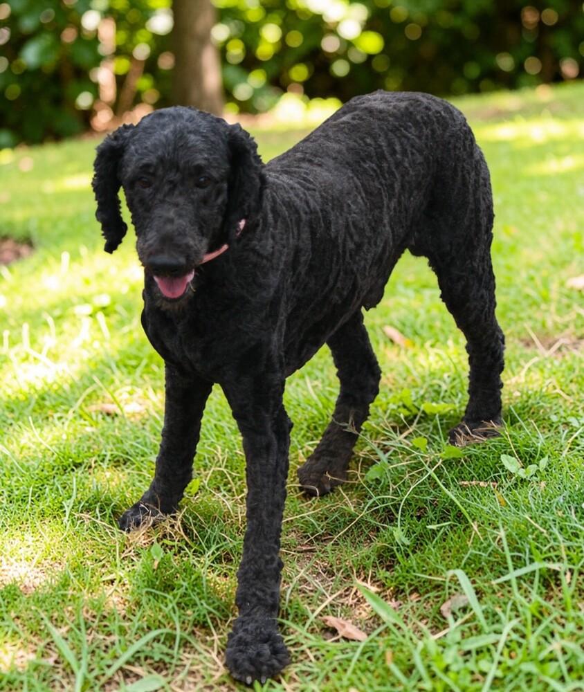 Enlarge Jack, a Adoptable Standard Poodle in Pulaski, TN image 4/4