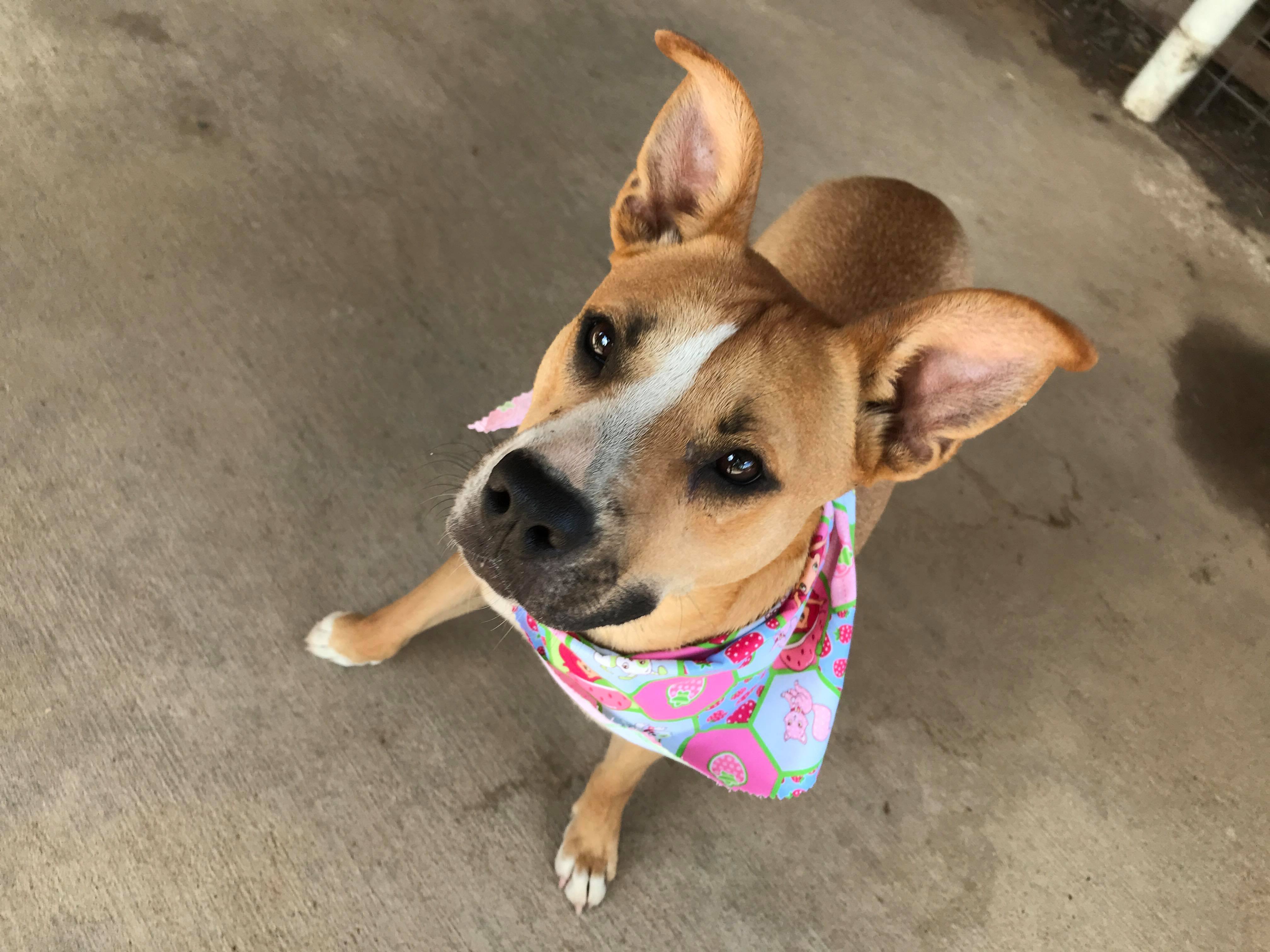 Enlarge Brooklyn, a Adoptable Mixed Breed in Hempstead, TX image 1/4