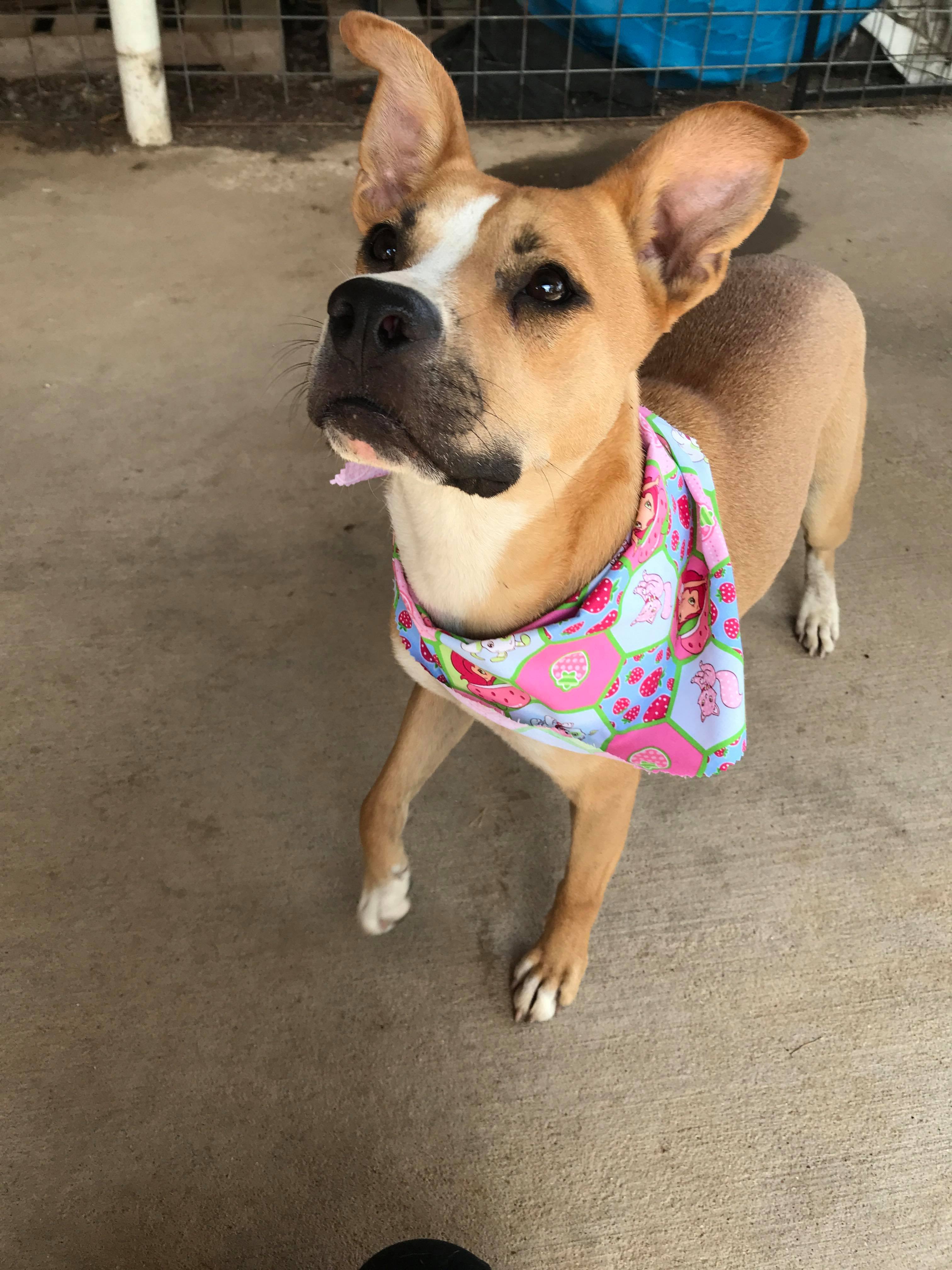 Enlarge Brooklyn, a Adoptable Mixed Breed in Hempstead, TX image 2/4