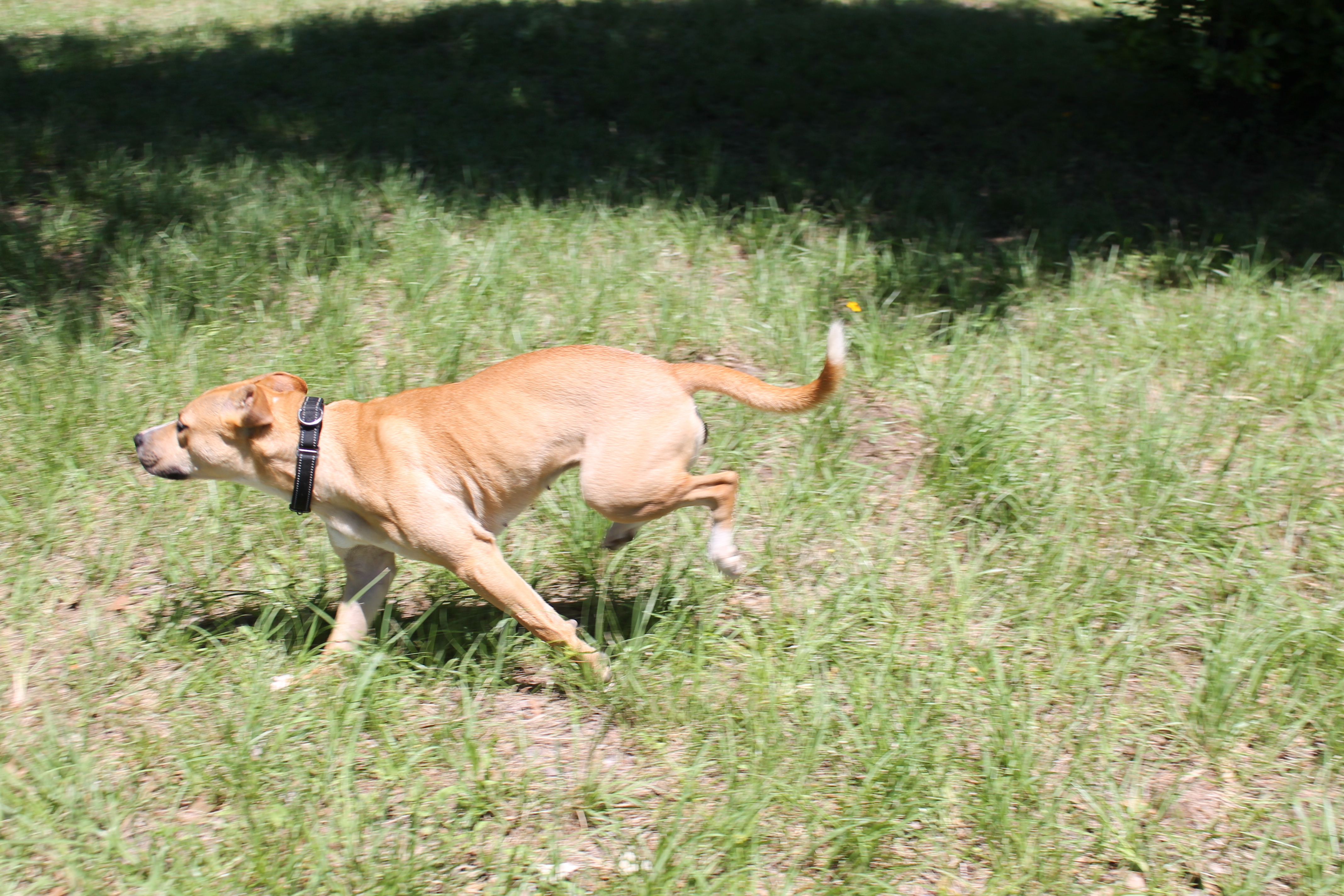Enlarge Brooklyn, a Adoptable Mixed Breed in Hempstead, TX image 3/4