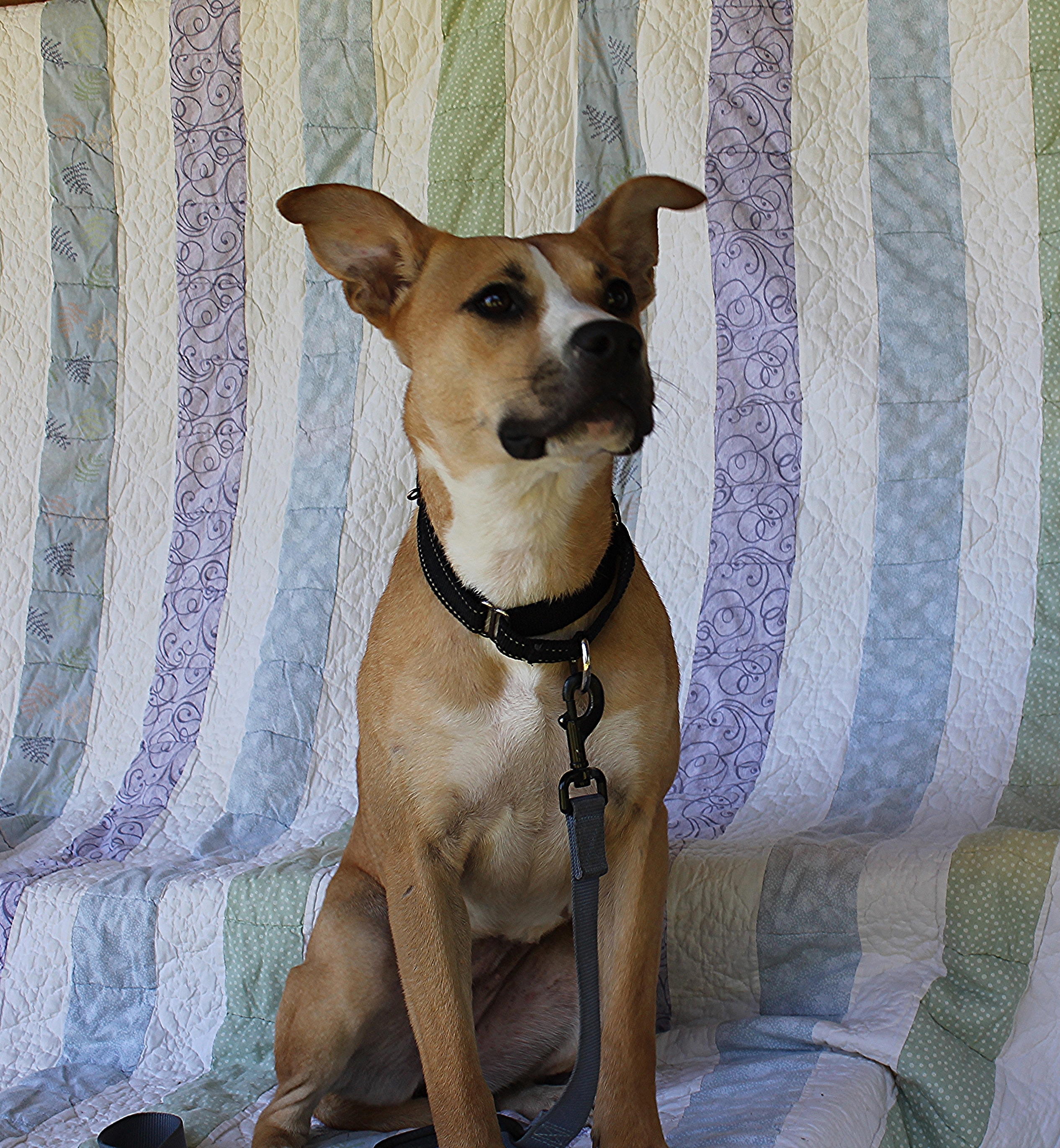 Enlarge Brooklyn, a Adoptable Mixed Breed in Hempstead, TX image 4/4