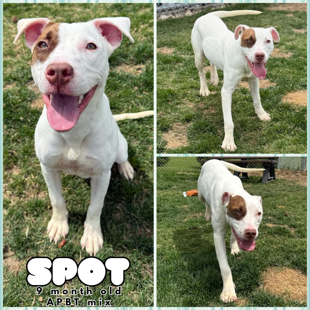 Spot, Adoptable, Young Female Pit Bull Terrier.