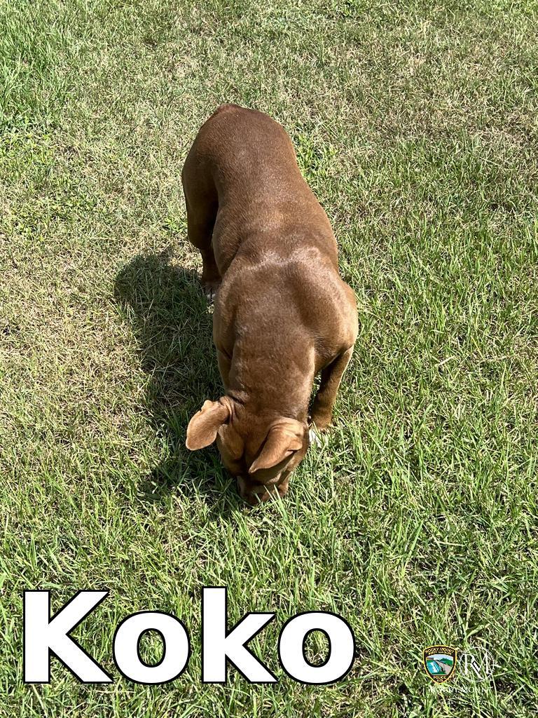 Koko, Adoptable, Adult Female Pit Bull Terrier.