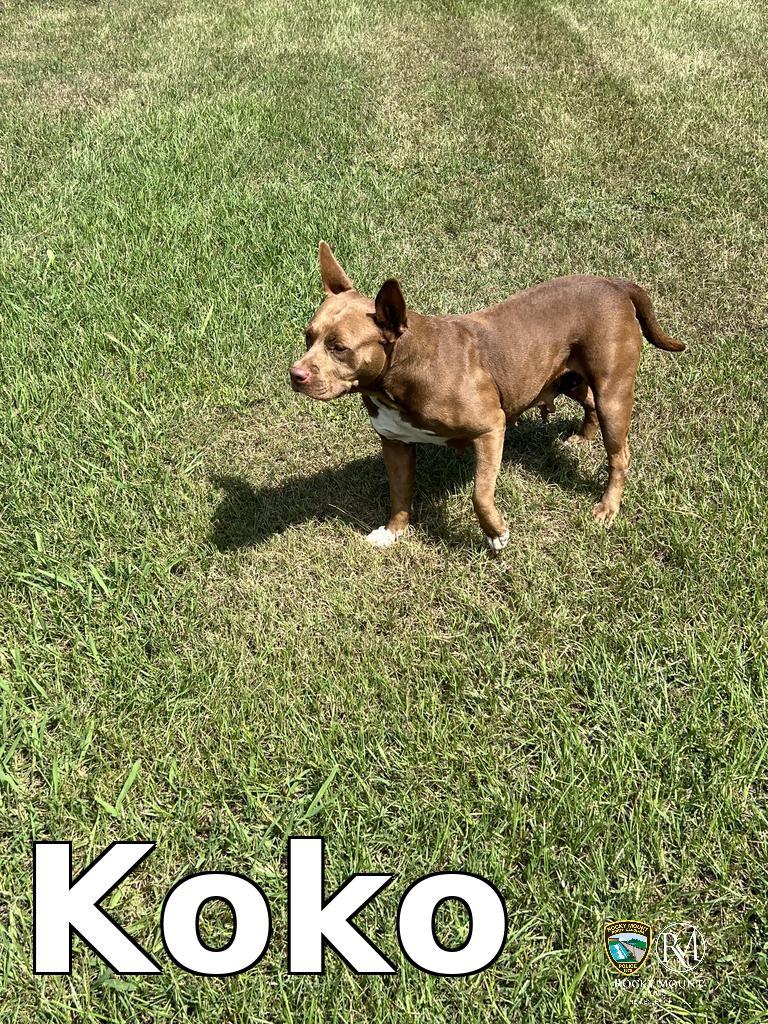 Koko, a Adoptable Pit Bull Terrier in Rocky Mount, NC image 2/2
