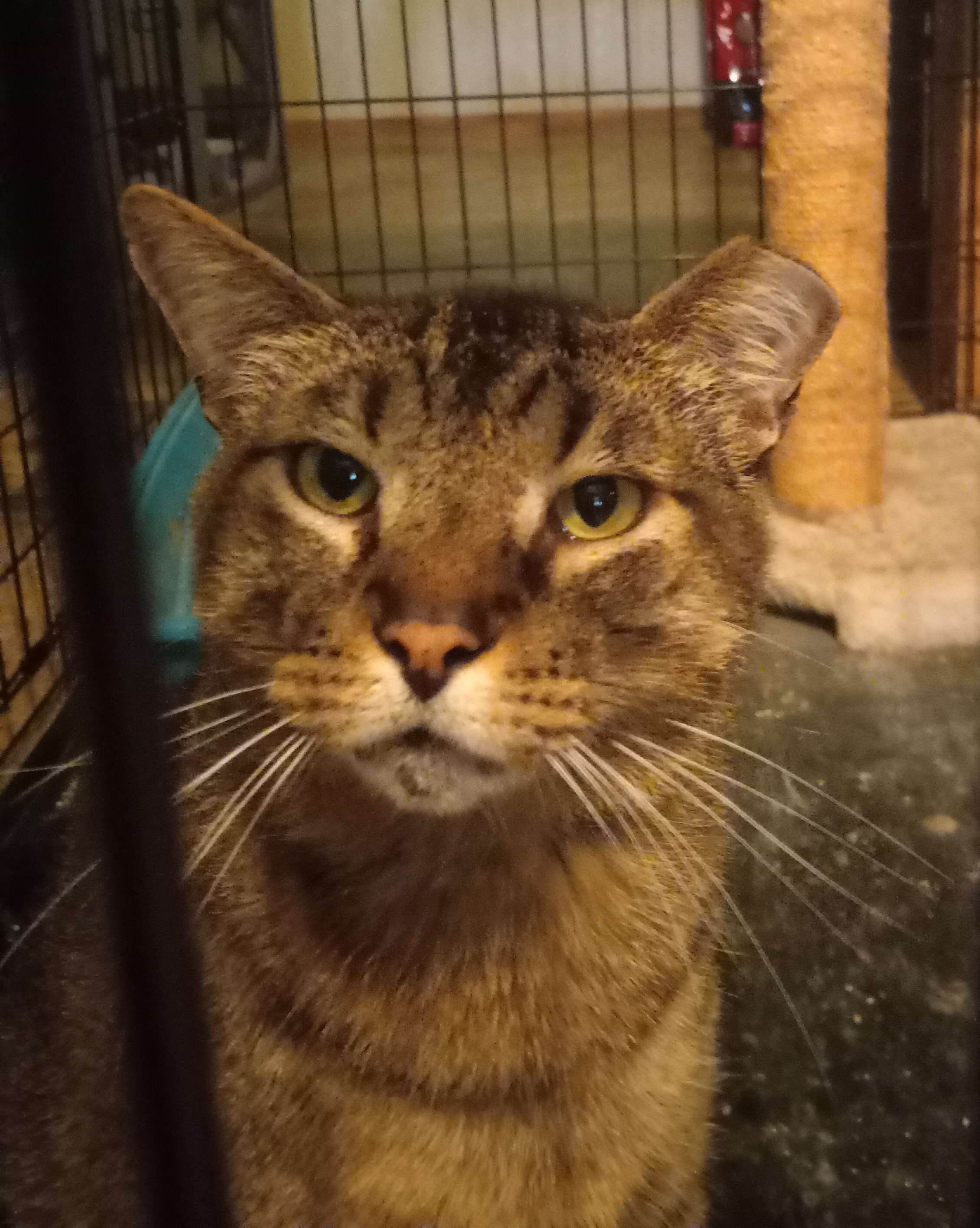 Enlarge Tom, a Adoptable Domestic Short Hair in Seguin, TX image 1/3