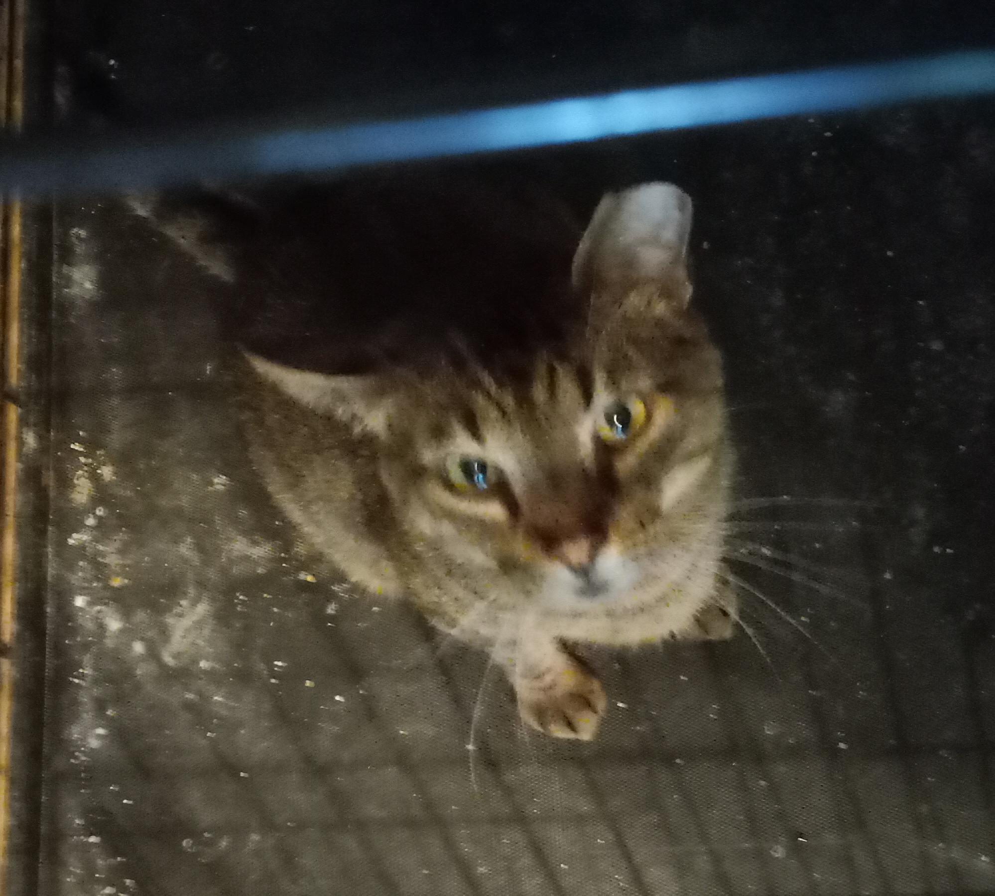 Enlarge Tom, a Adoptable Domestic Short Hair in Seguin, TX image 2/3