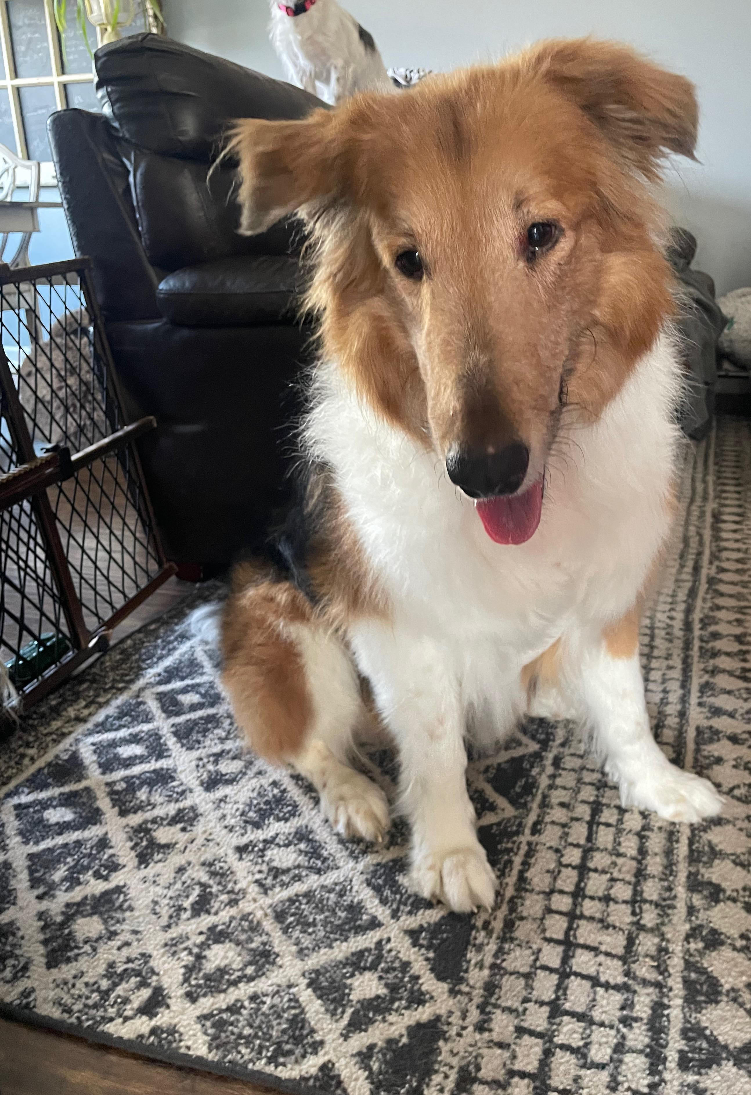 Enlarge Koba, a ADOPTABLE mixed breed in East Lansing, MI image 3/4