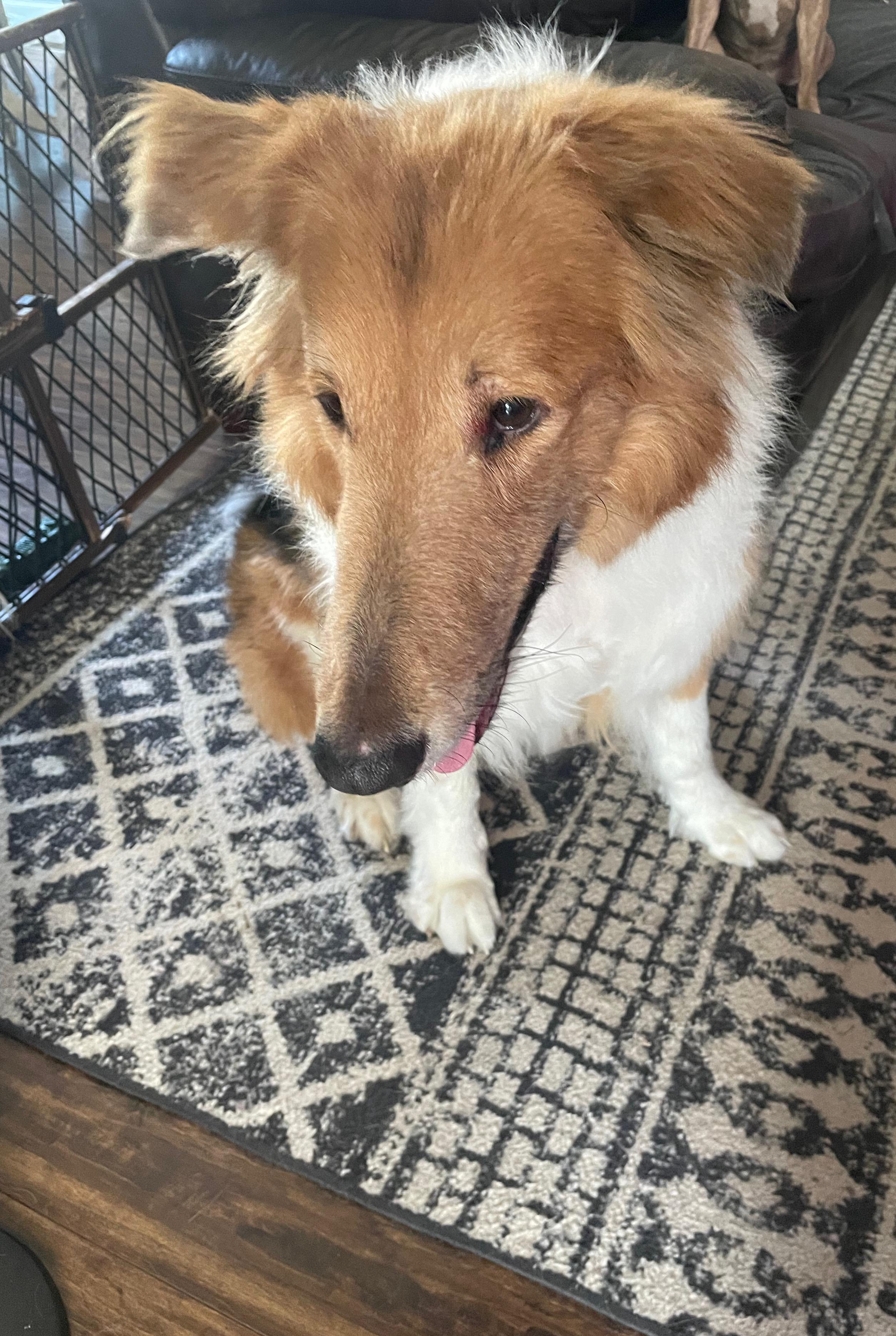 Enlarge Koba, a ADOPTABLE mixed breed in East Lansing, MI image 4/4