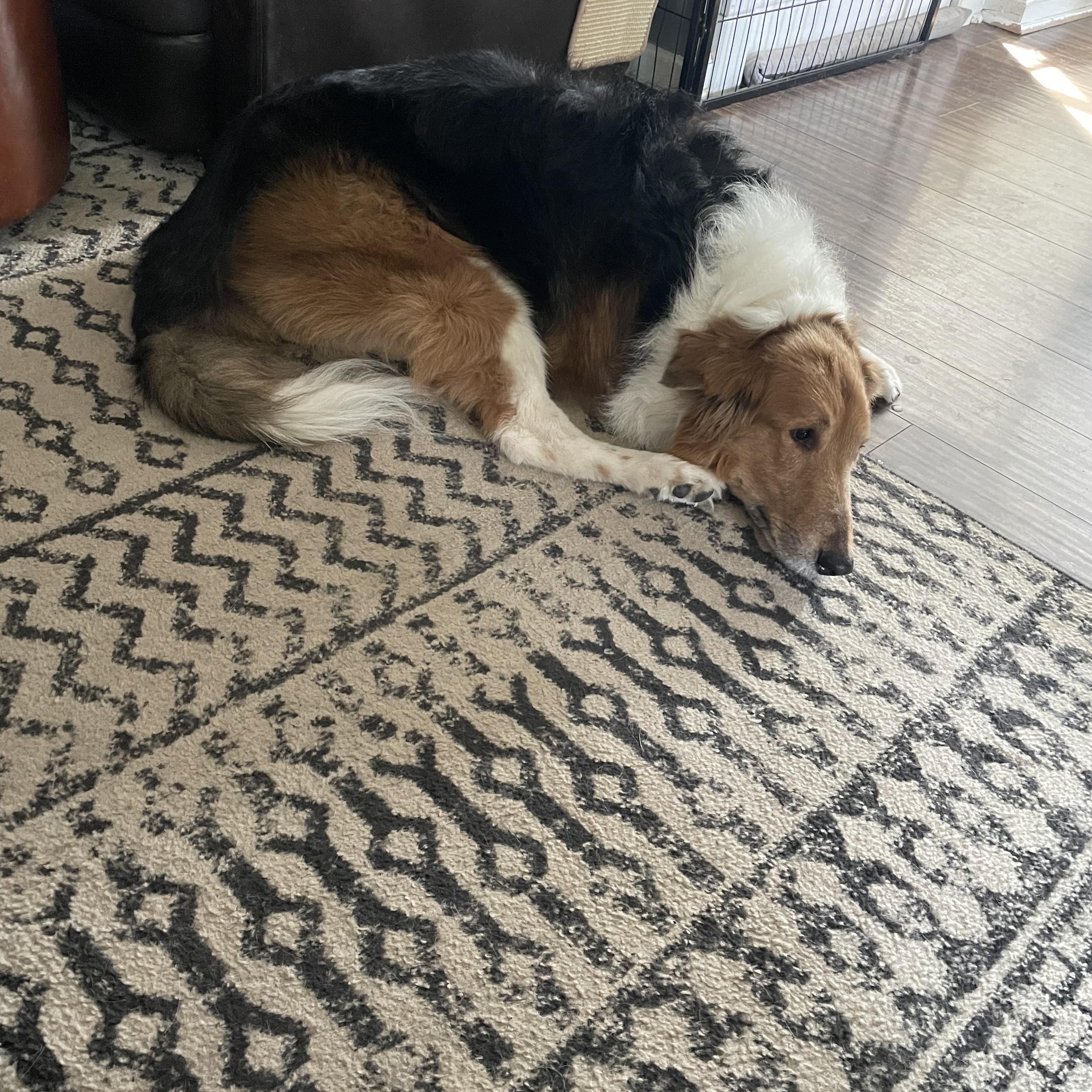 Enlarge Koba, a ADOPTABLE mixed breed in East Lansing, MI image 2/4