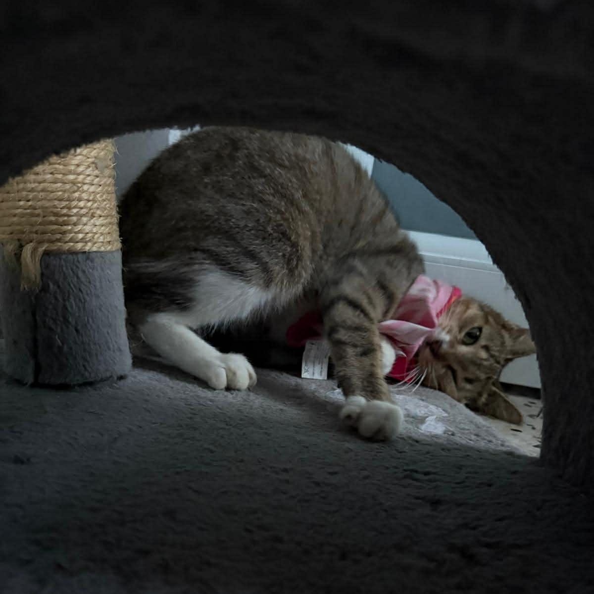 Sage, a Adoptable Domestic Short Hair in Warren, NJ image 2/4