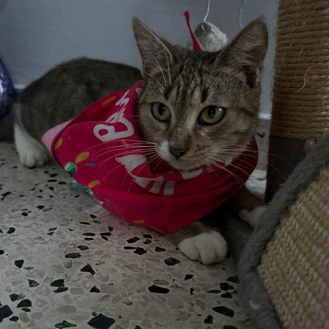 Sage, a Adoptable Domestic Short Hair in Warren, NJ image 3/4