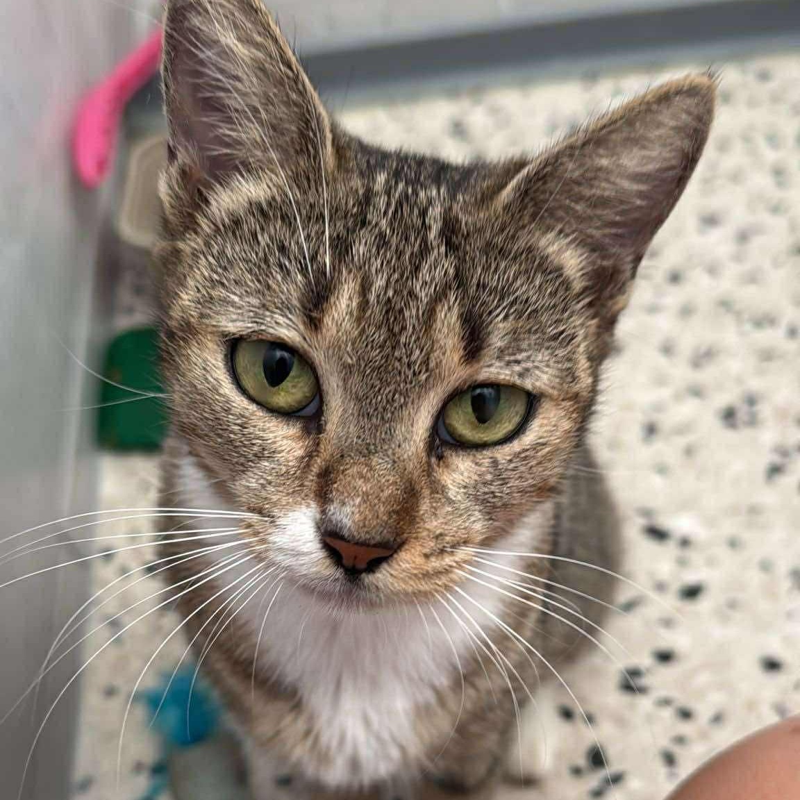 Sage, a Adoptable Domestic Short Hair in Warren, NJ image 1/4