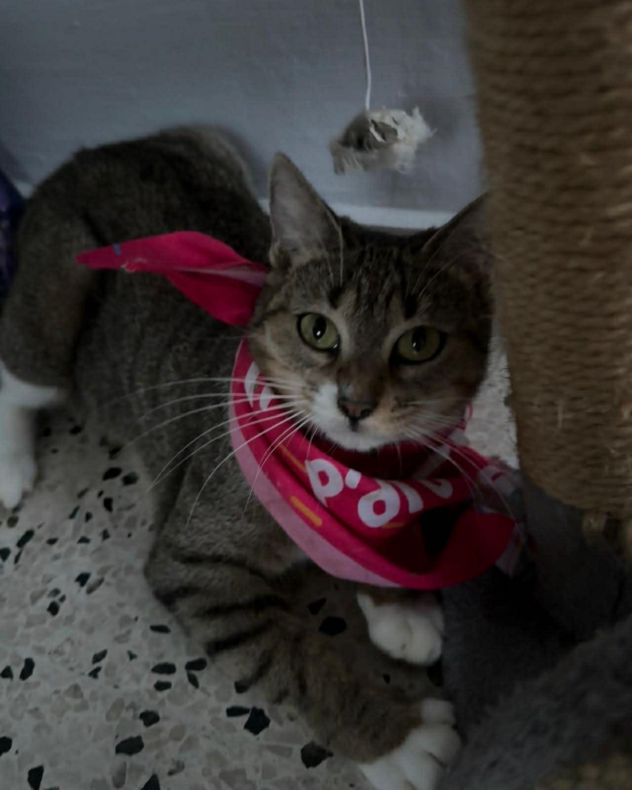 Sage, a Adoptable Domestic Short Hair in Warren, NJ image 4/4