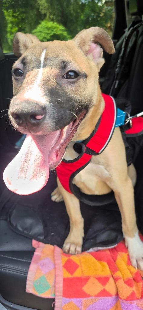 Bubba, a Adoptable mixed breed in Waverly, NY image 2/6