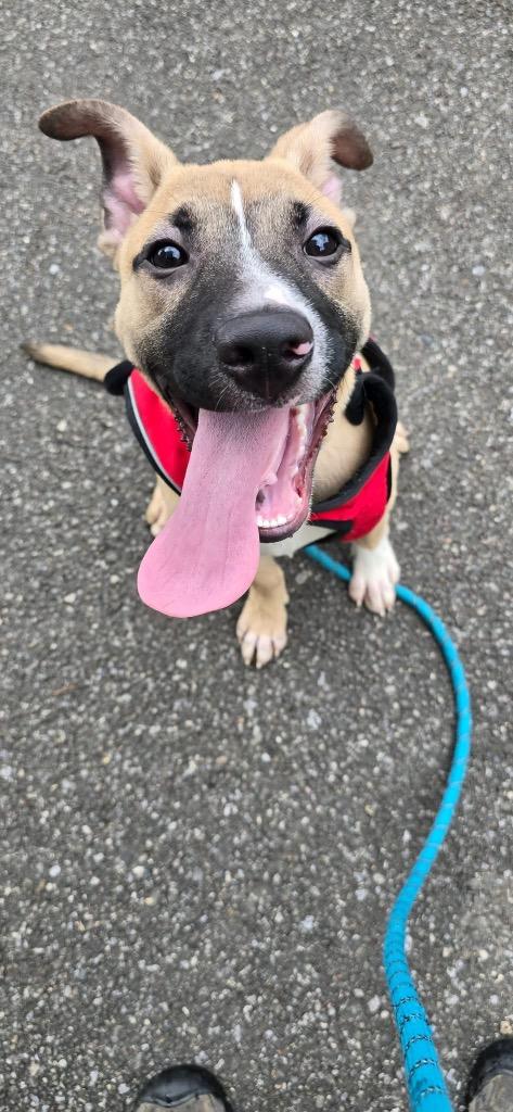 Bubba, a Adoptable mixed breed in Waverly, NY image 3/6