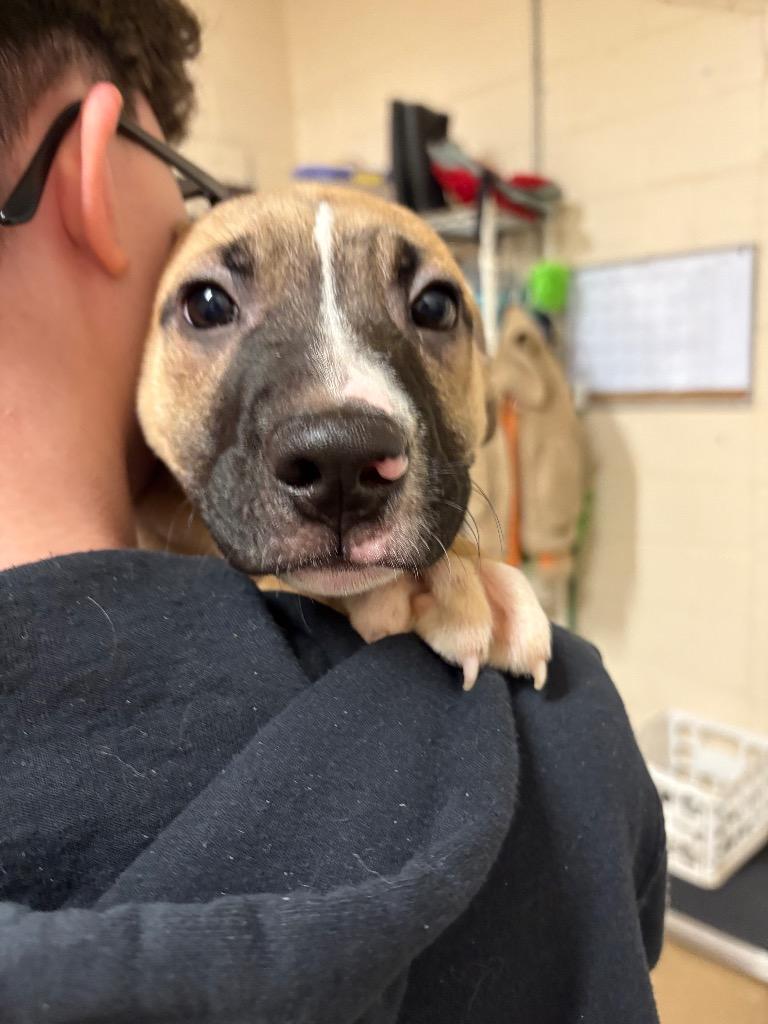 Bubba, Adoptable, Young Male German Shepherd Dog.