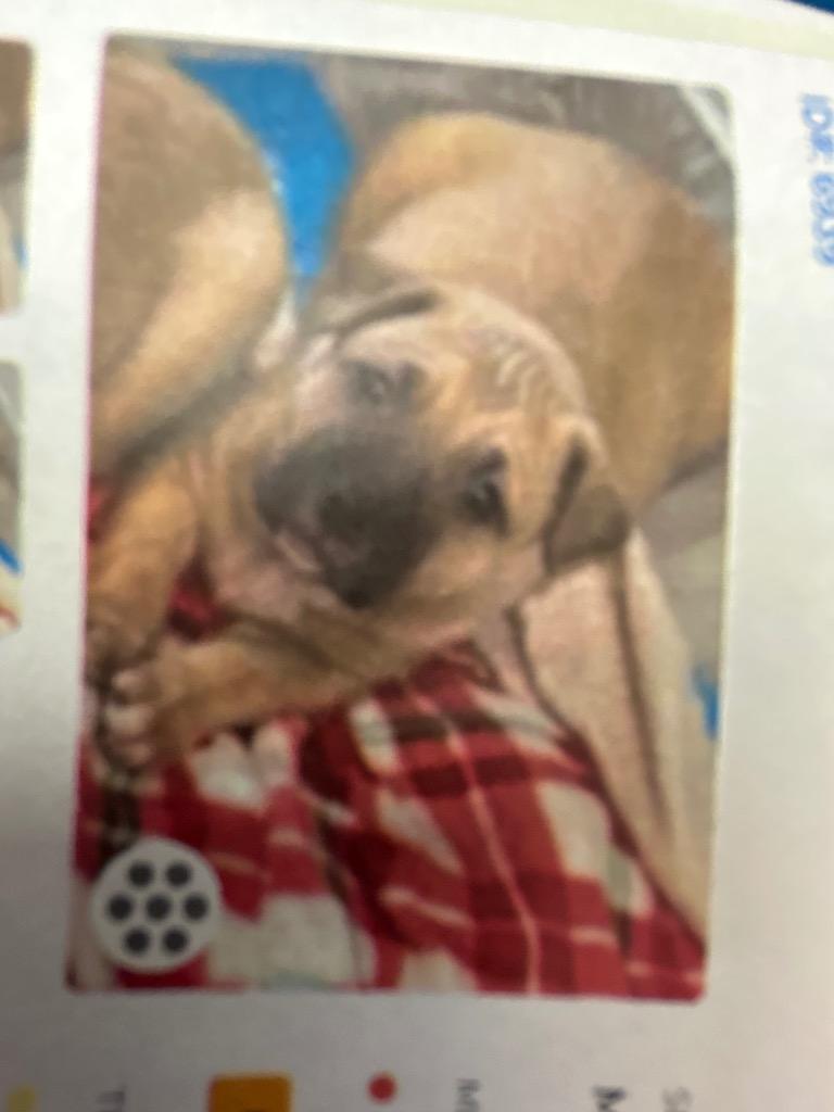 Bubba, a Adoptable mixed breed in Waverly, NY image 5/6