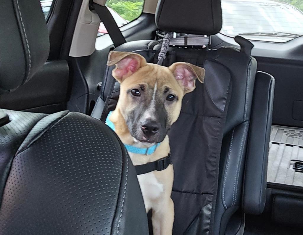 Enlarge Bubba, a Adoptable mixed breed in Waverly, NY image 4/5