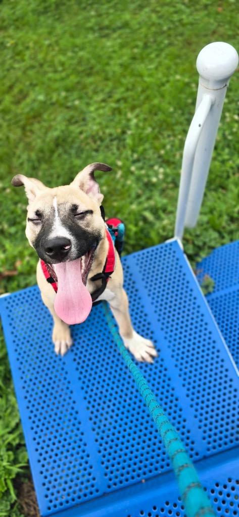 Bubba, a Adoptable mixed breed in Waverly, NY image 6/6