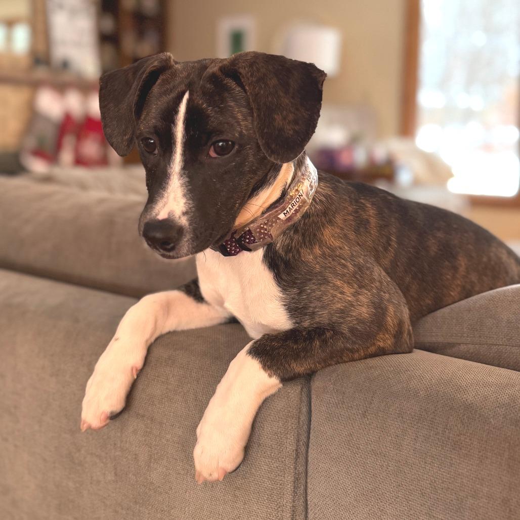 Marion D thumbnail 3