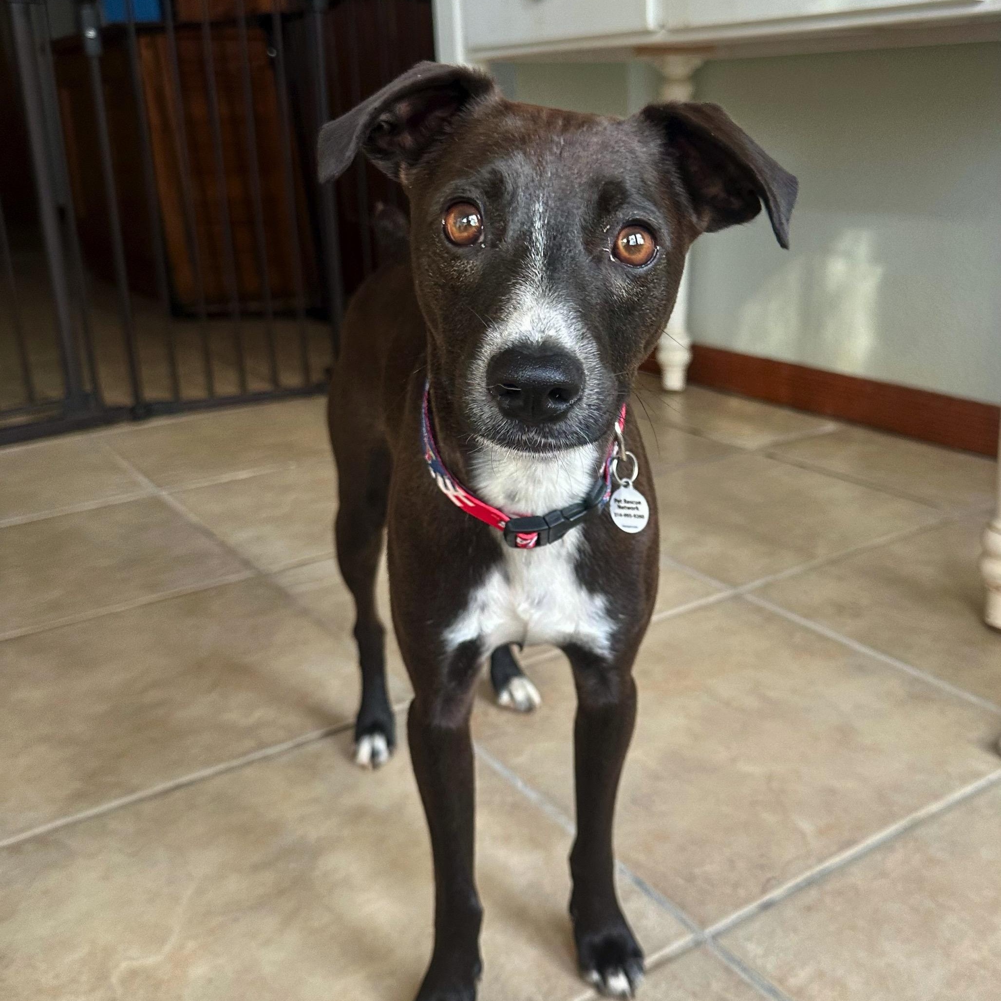 Enlarge Hershey, a ADOPTABLE mixed breed in High Ridge, MO image 5/6