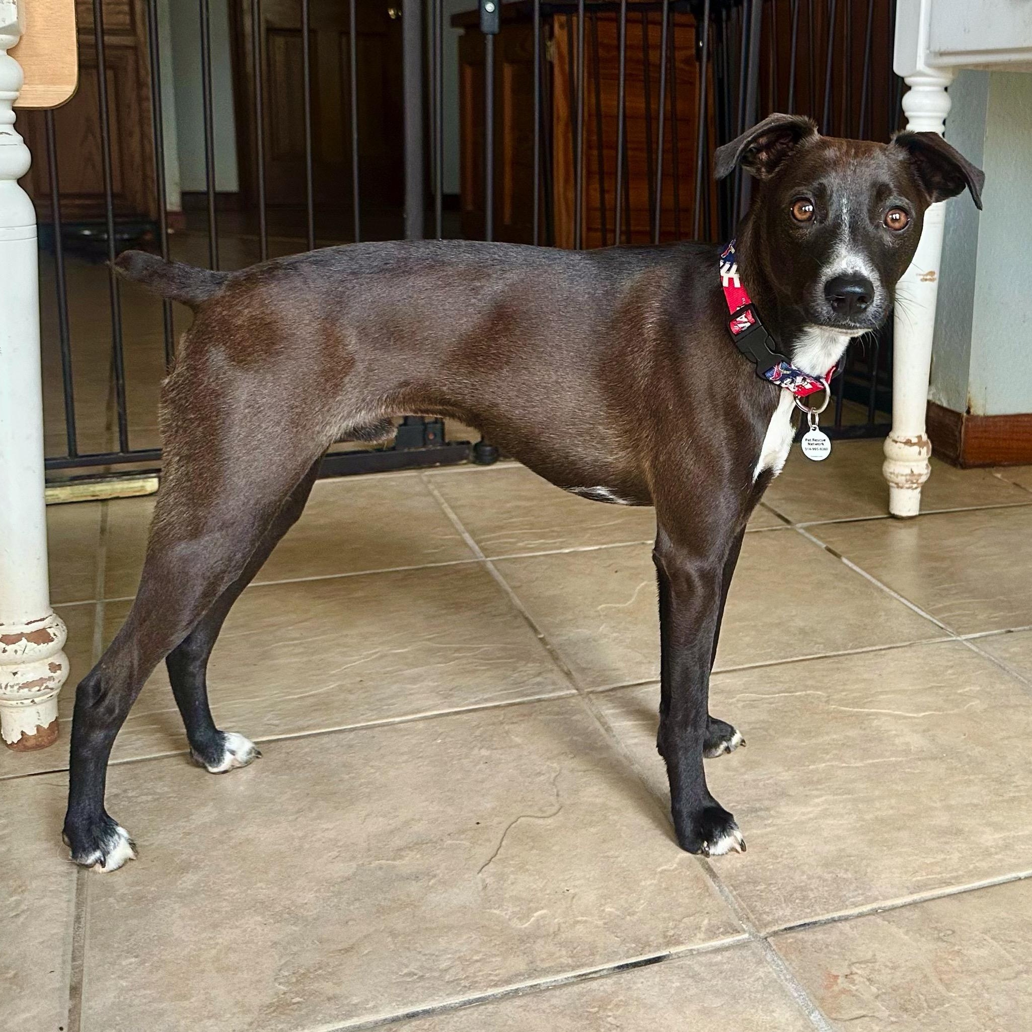 Enlarge Hershey, a ADOPTABLE mixed breed in High Ridge, MO image 6/6