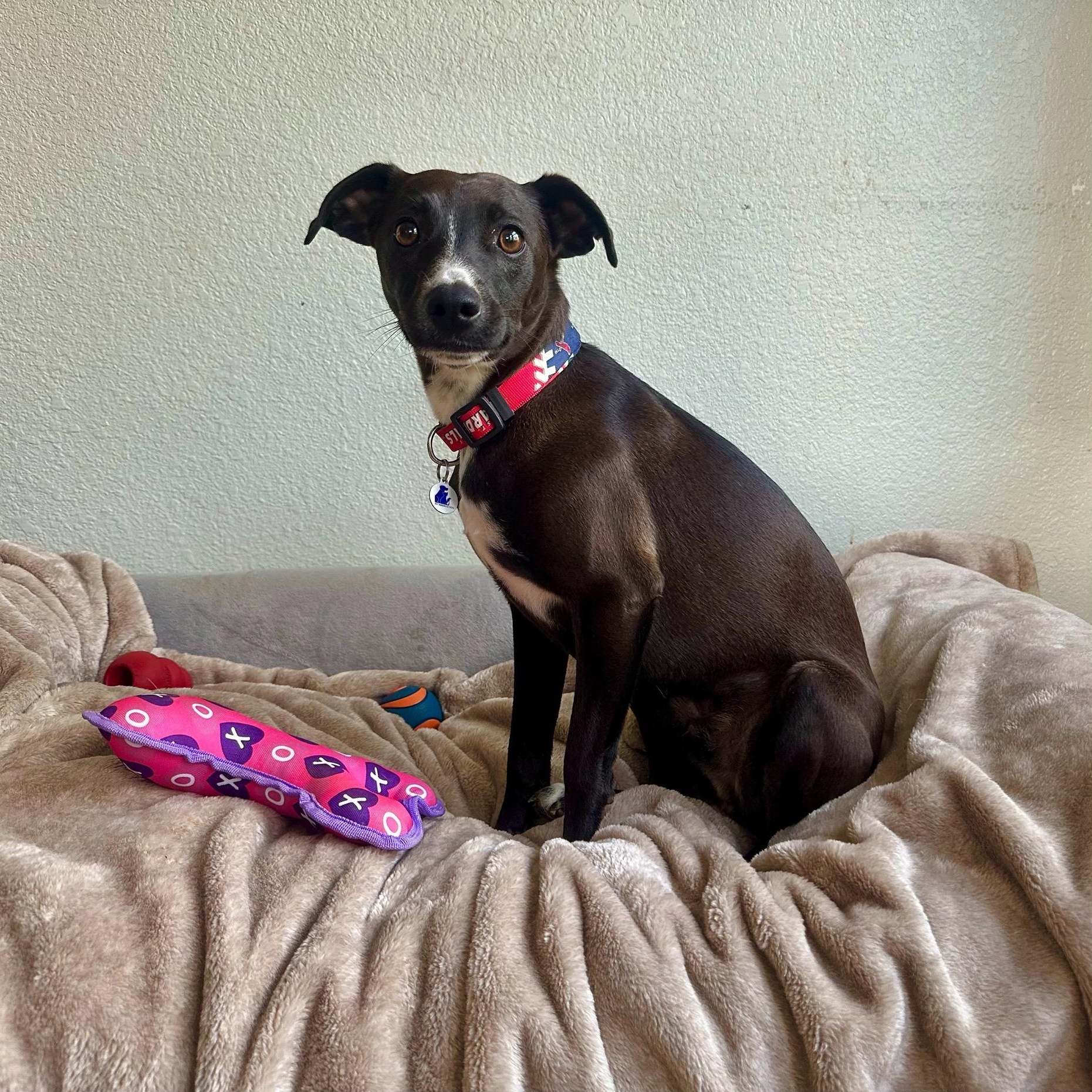 Enlarge Hershey, a ADOPTABLE mixed breed in High Ridge, MO image 3/6