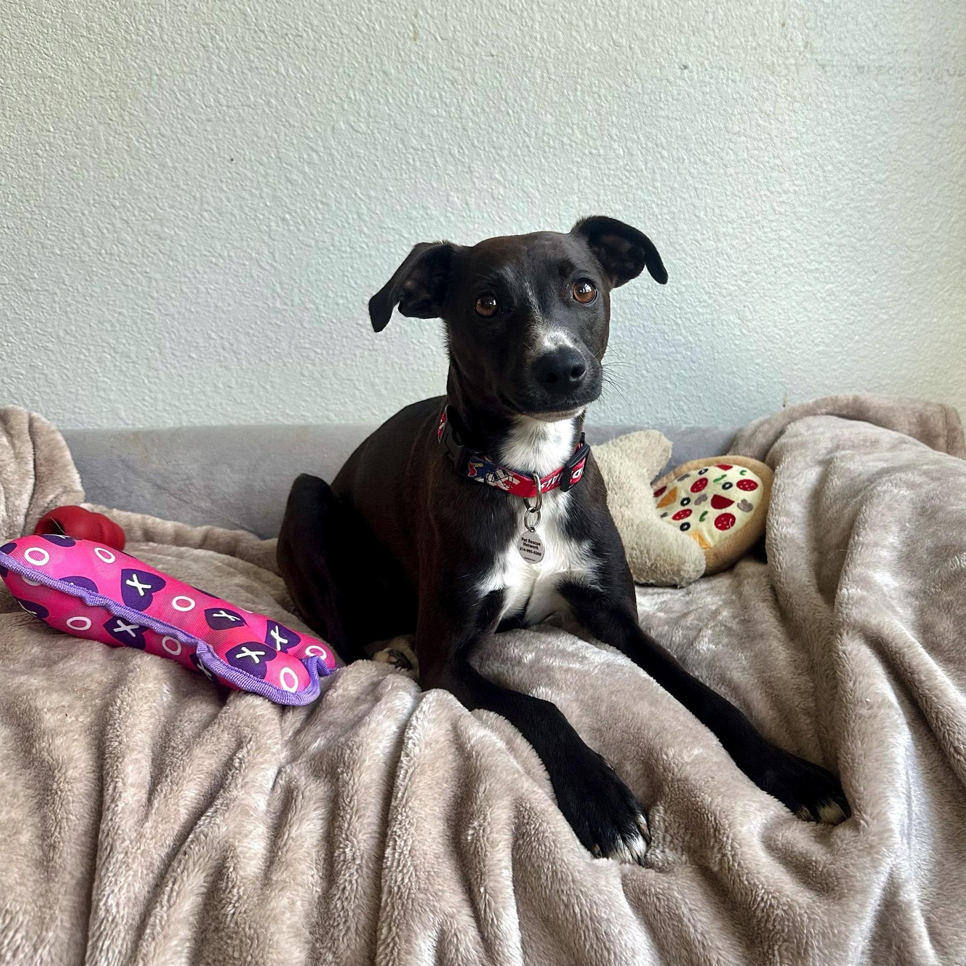 Enlarge Hershey, a ADOPTABLE mixed breed in High Ridge, MO image 2/6