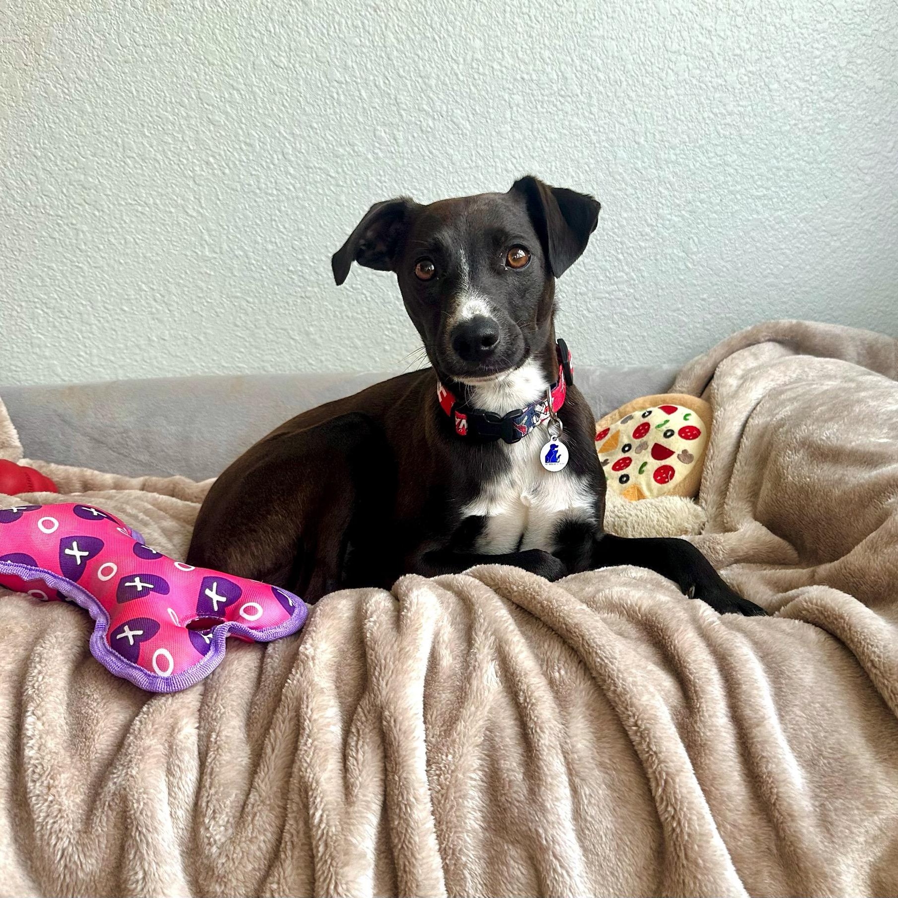 Enlarge Hershey, a ADOPTABLE mixed breed in High Ridge, MO image 4/6