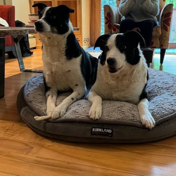 Enlarge Beau and Buddy- BONDED PAIR, a Adoptable Mixed Breed in Burlington, VT image 3/3