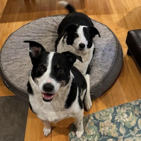 Enlarge Beau and Buddy- BONDED PAIR, a Adoptable Mixed Breed in Burlington, VT image 1/3