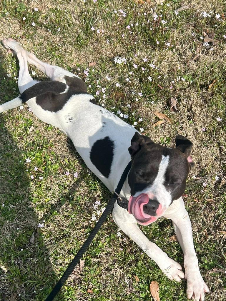 Enlarge Bella, a Adoptable Terrier in Benton, AR image 1/4