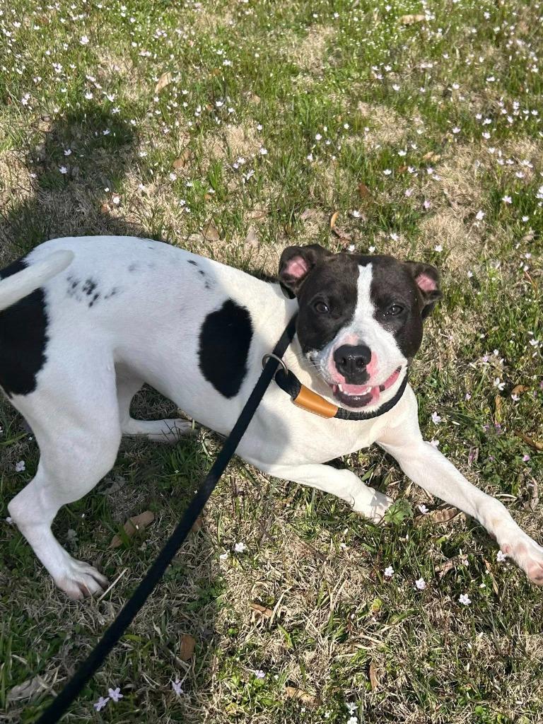 Enlarge Bella, a Adoptable Terrier in Benton, AR image 2/4