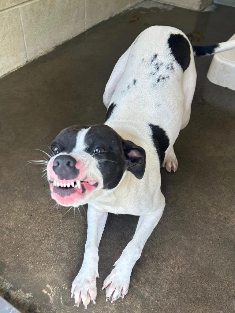 Enlarge Bella, a Adoptable Terrier in Benton, AR image 3/4