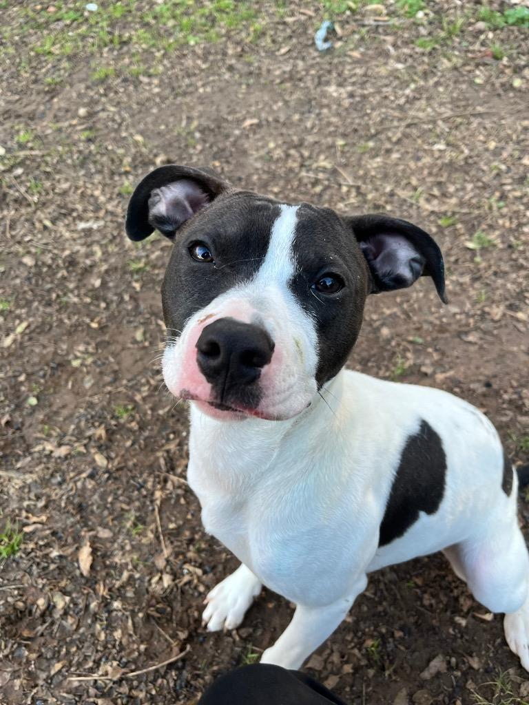 Bella, Adoptable, Puppy Female Terrier.