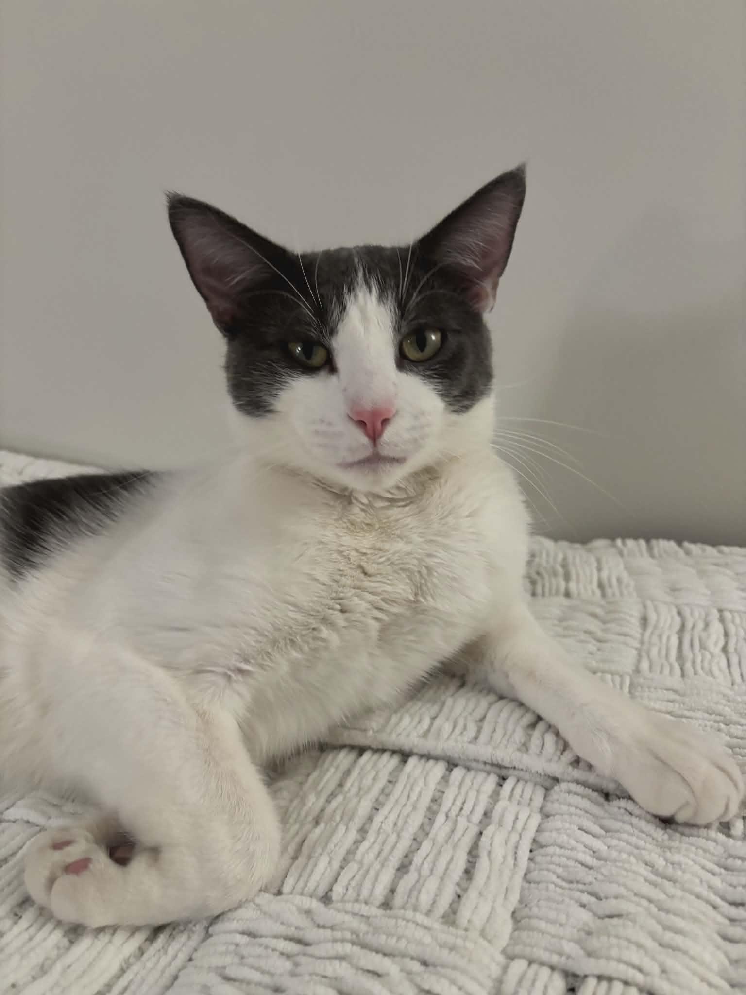 Enlarge Patrick, an adopted Domestic Short Hair in Hamilton, ON image 2/3