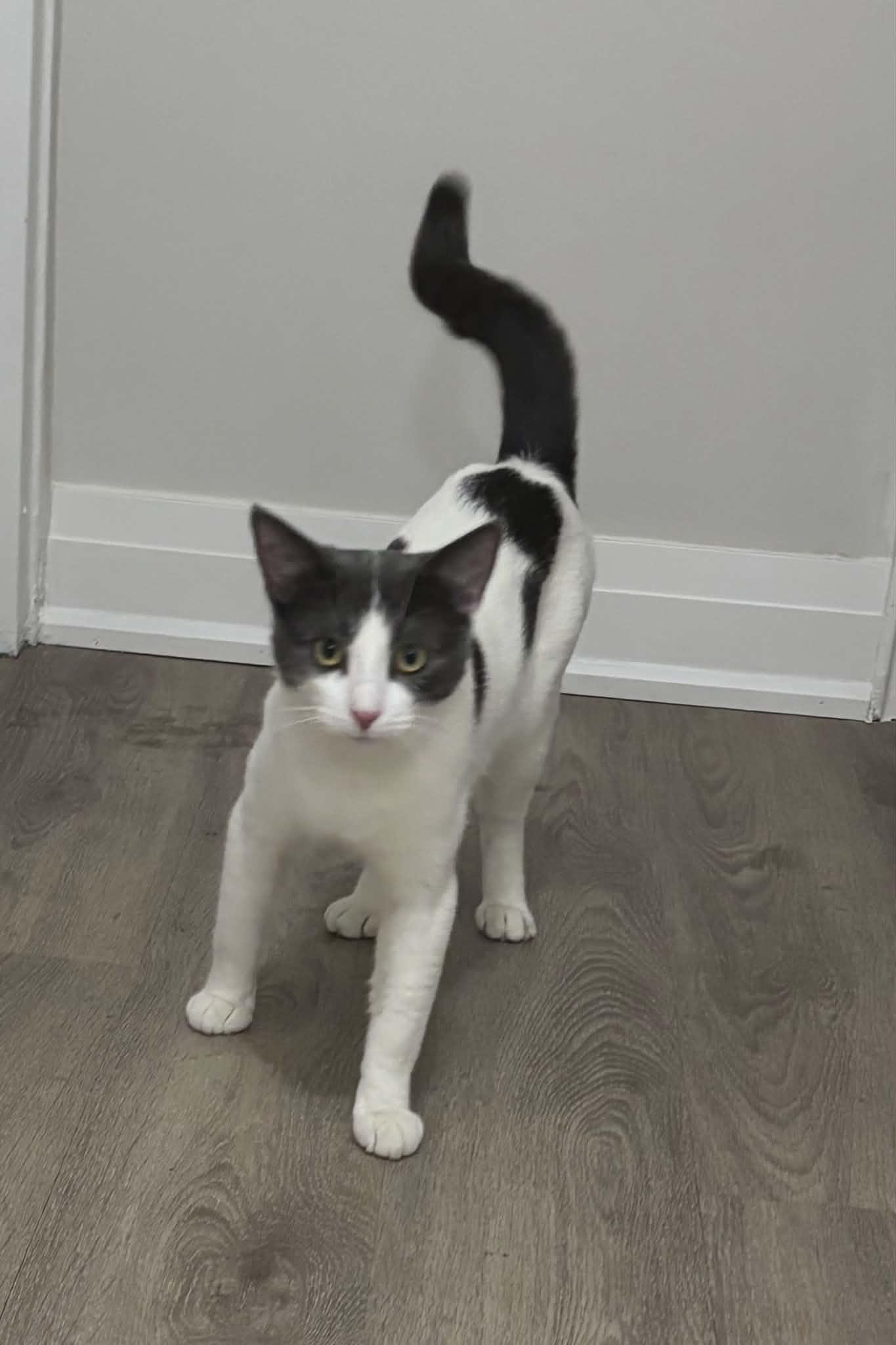 Patrick, adopted, Adult Male Domestic Short Hair.