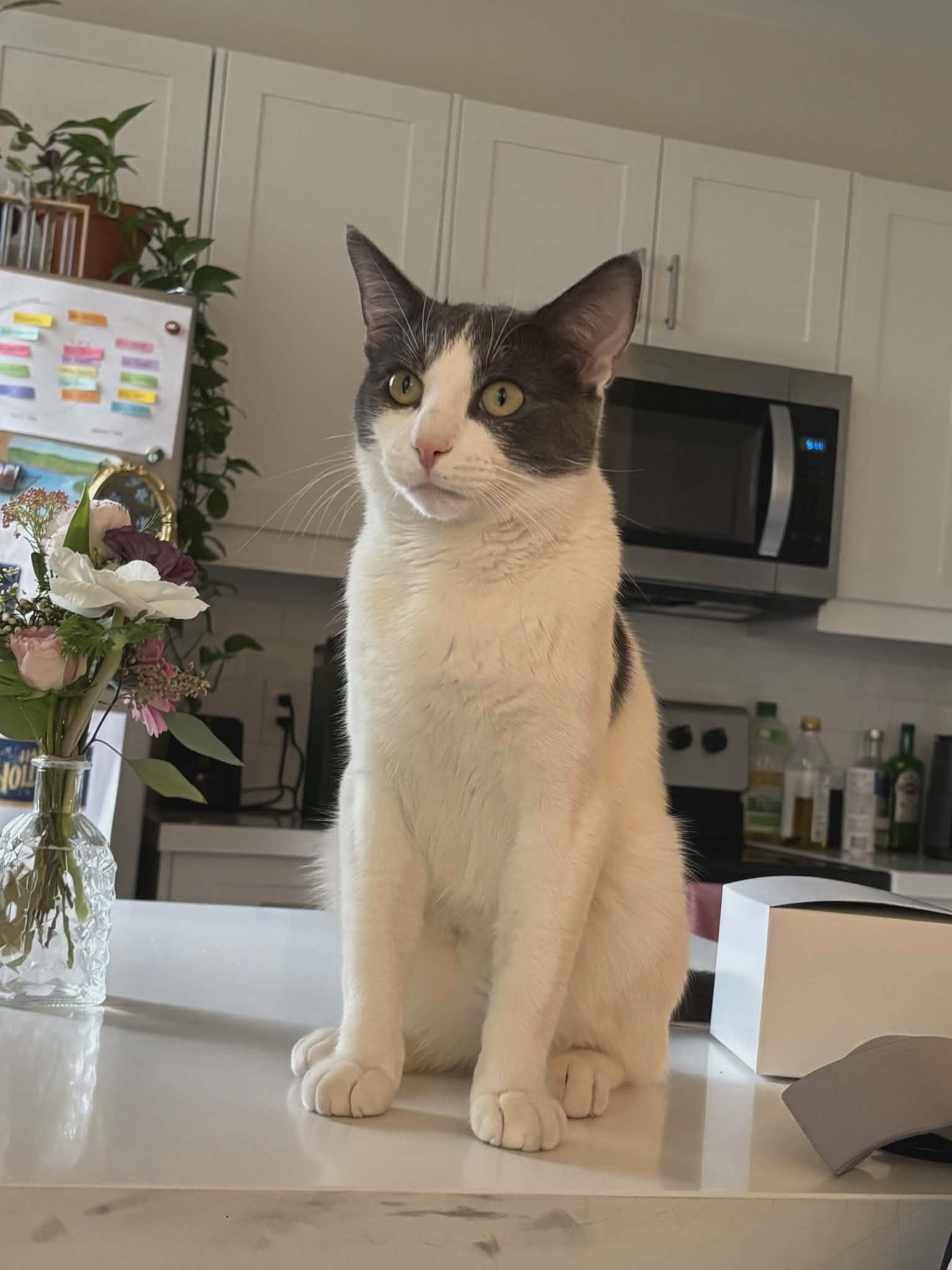 Enlarge Patrick, an adopted Domestic Short Hair in Hamilton, ON image 3/3