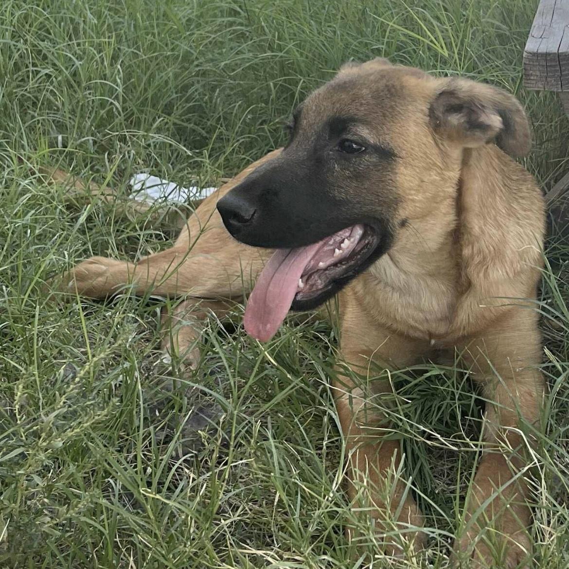 Kevin, Adoptable, Puppy Male Black Mouth Cur.