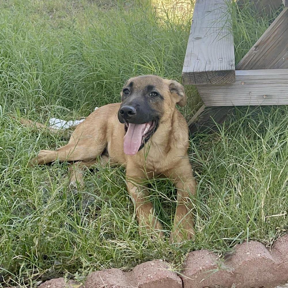 Kevin, a Adoptable mixed breed in Clovis, NM image 2/2