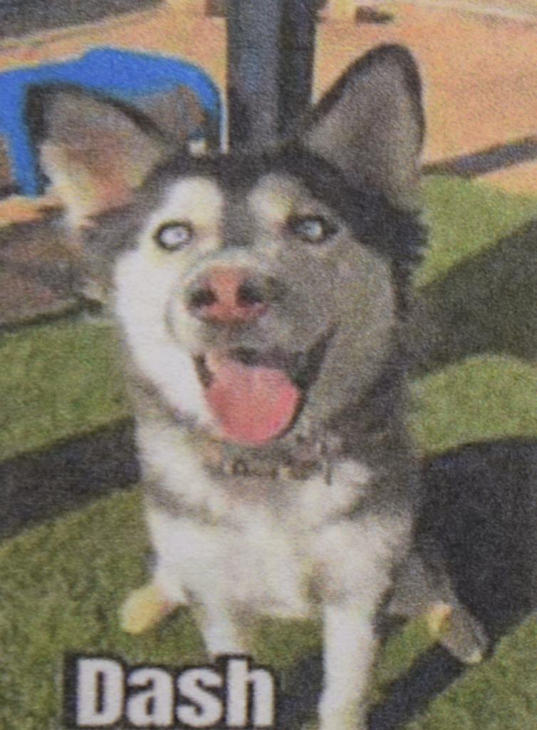 Enlarge Dash (A111813), a Adoptable mixed breed in Pahrump, NV image 1/2