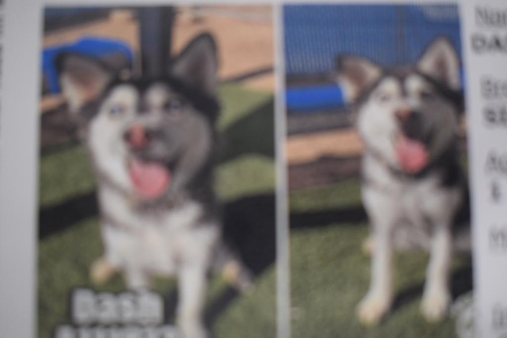 Enlarge Dash (A111813), a Adoptable mixed breed in Pahrump, NV image 2/2