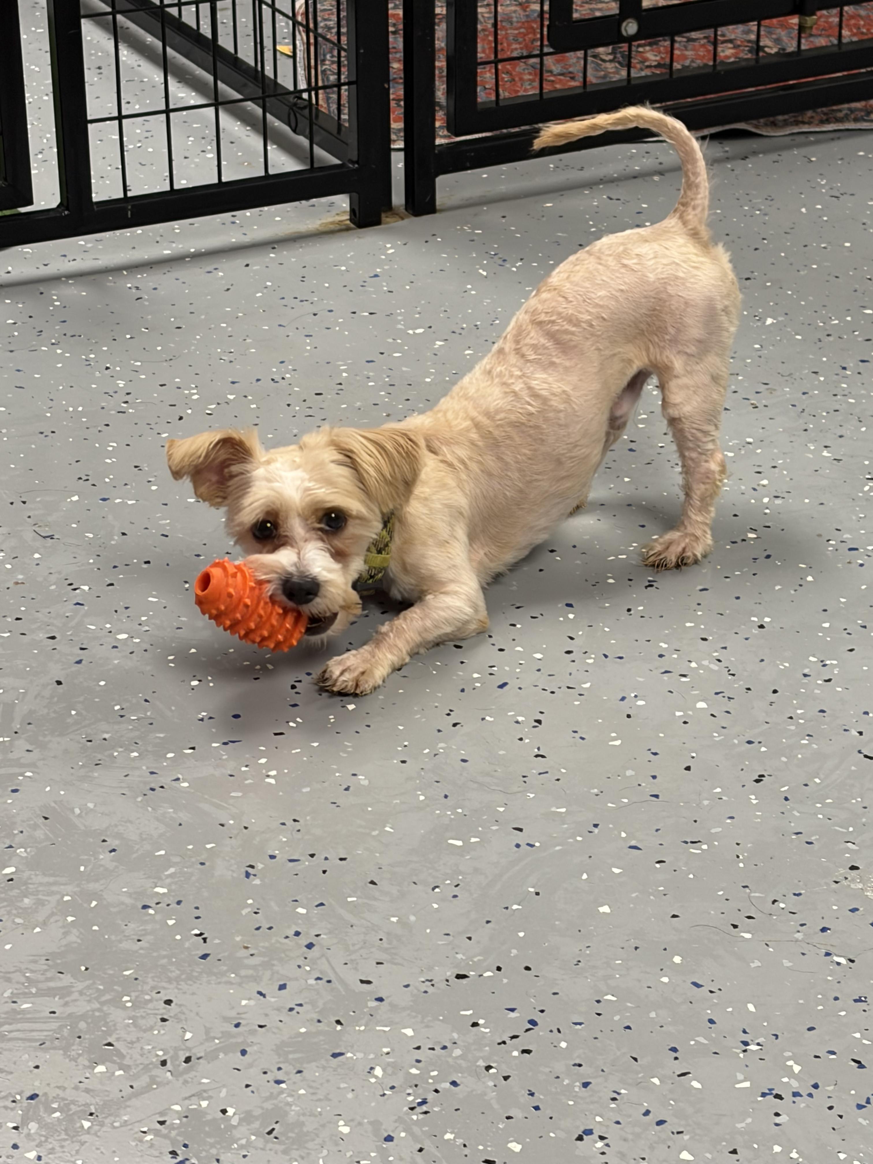 Enlarge Glenn Co Co, an adopted Yorkie Poo in Winston Salem , NC image 2/3