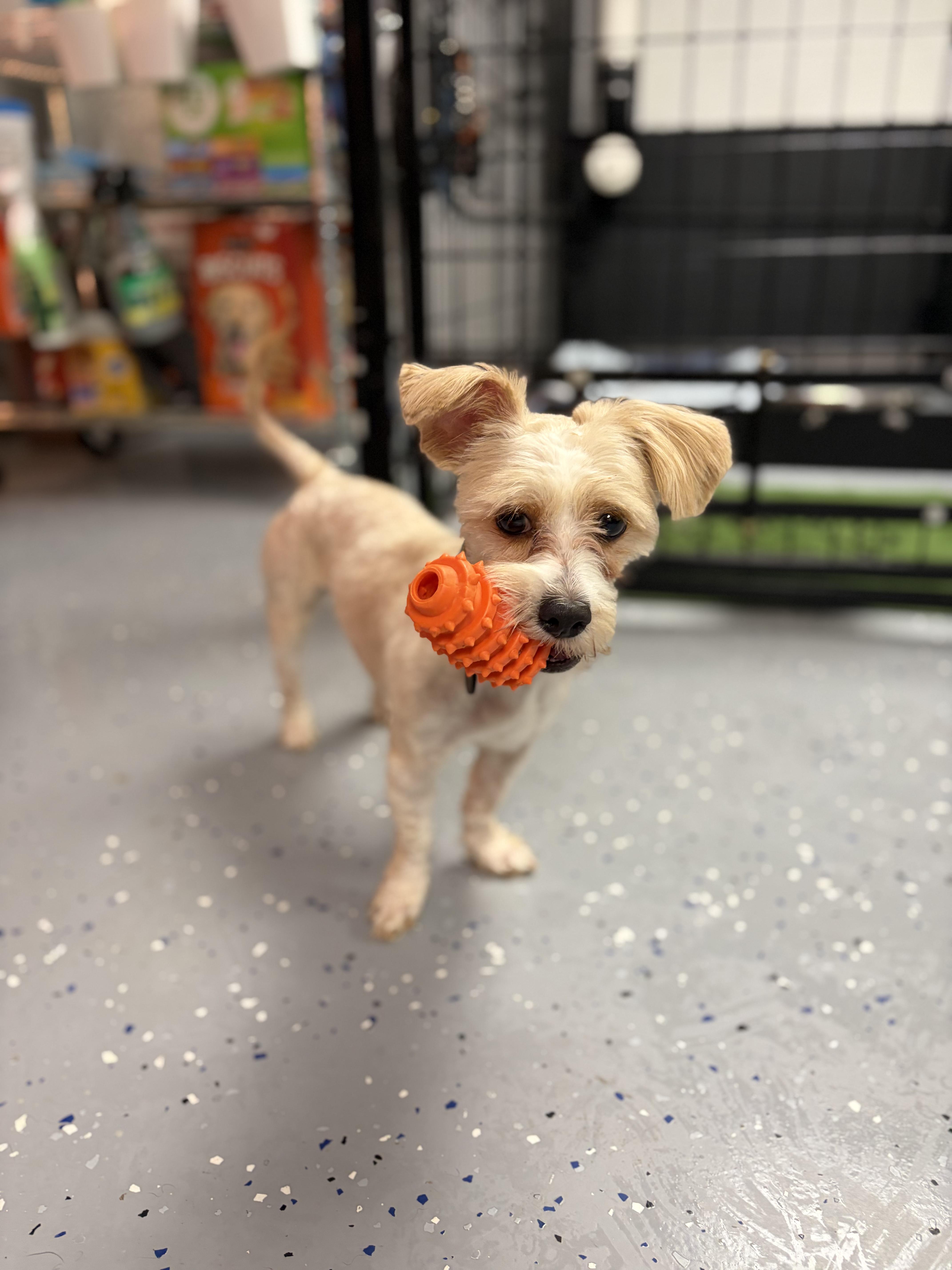 Glenn Co Co, adopted, Young Male Yorkie Poo.