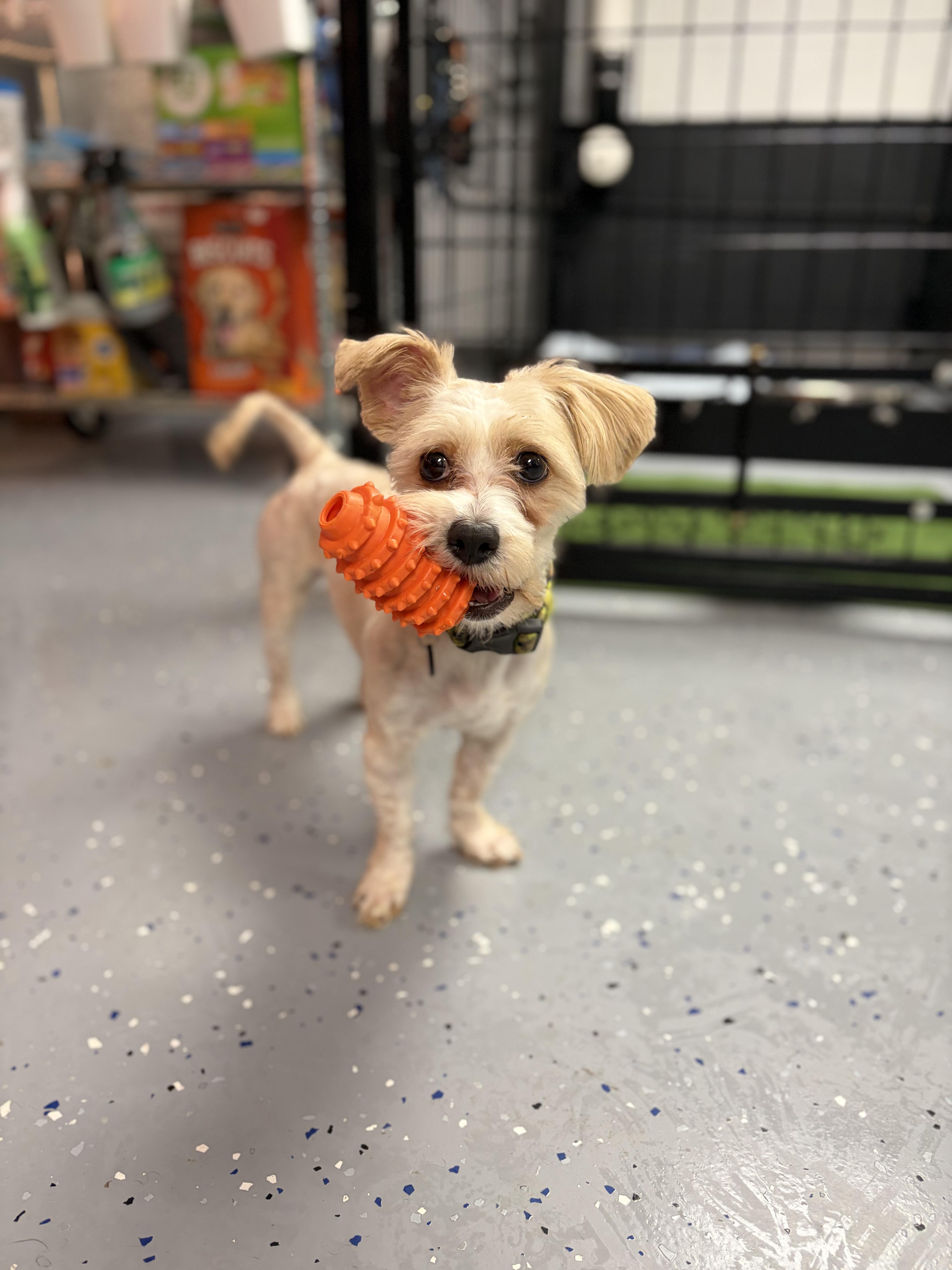 Enlarge Glenn Co Co, an adopted Yorkie Poo in Winston Salem , NC image 3/3